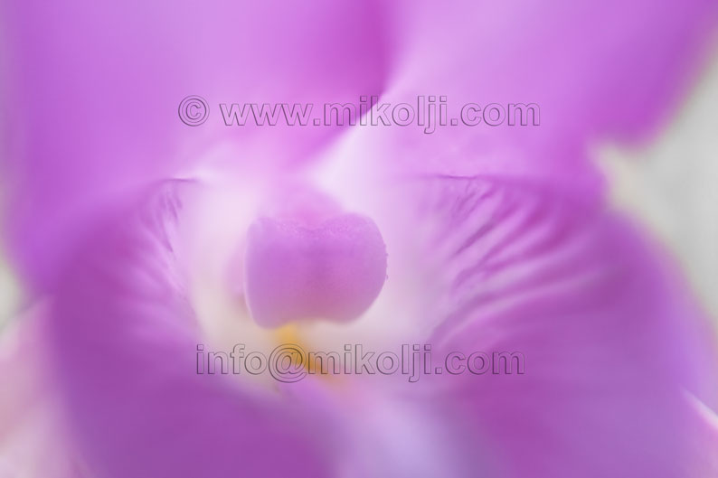 Cleistes rosea, exotic, floral, isolated, agriculture, anniversary, beautiful, beauty, biology, bloom, blossoms, botanical, botany, bouquet, branch, bright, chlorophyll, clean, closeup, cluster, cocoon, color, cultivation, decorative, detail, diagonal, elegant, fade, fall, flowers, garden, gardening, green, growing, healthful, horticultural, landscaping, life, light, line, love, lush, natural, nature, orchids, organic, ornate, petals, photosynthesis, plants, spring, purple, wild, rare, amazon, wallpaper, background, ivan mikolji, flor, flores, silvestres, Venezuela, calendarios, libres de derecho, fotos publicitarias, venta de fotos, moradas, orquideas, lost world, gran sabana, macro